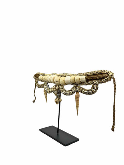 Papuan Cone Shell Belt
